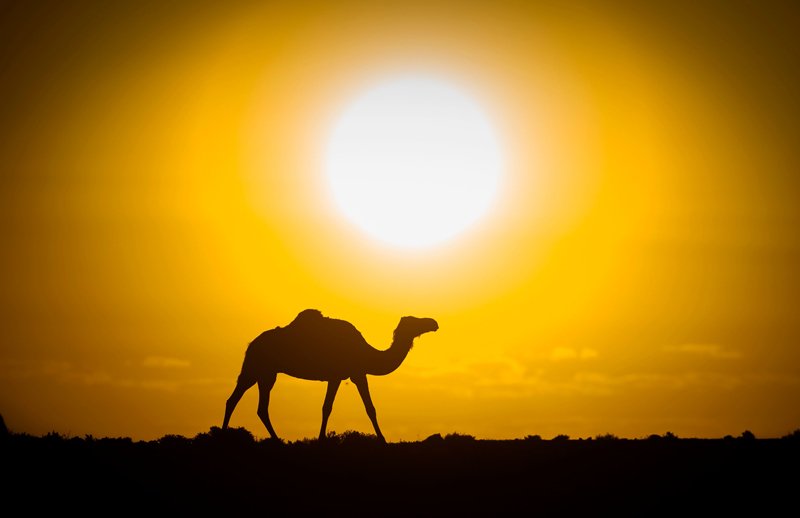 2019年10月13日、モロッコが支配する西サハラの都市、ダフラ近くの砂漠にて、日没を背景とするラクダのシルエット。（AFP/ファデル・センナ）