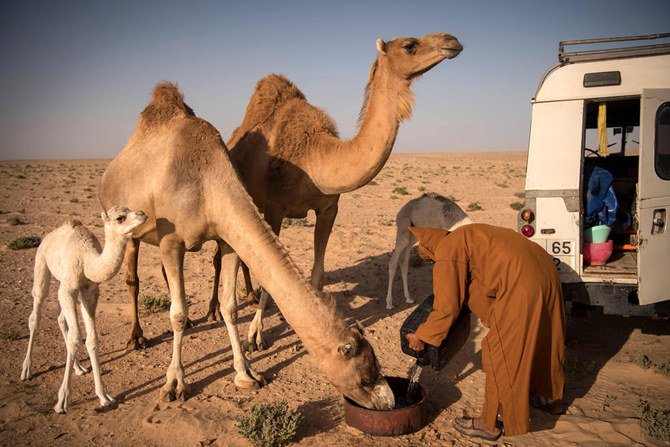 2019年10月13日、モロッコが支配する西サハラの都市、ダフラ近くの砂漠にて、ラクダに水を飲ませる所有者。（AFP/ファデル・センナ）