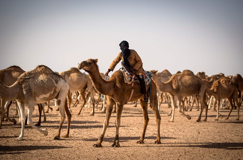 2019年10月13日、モロッコが支配する西サハラの都市、ダフラ近くの砂漠にて、ラクダの群れを導く所有者。（AFP/ファデル・センナ）