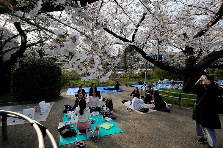 2019年3月27日、日本の首都東京の満開の桜の下で花見を楽しむ人々(AFP/ファイル)
