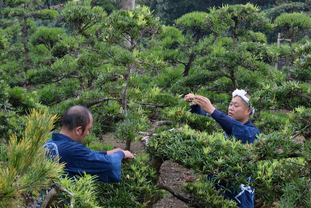 2013年10月29日、匝瑳市にある農園で主に中国とヨーロッパ向けの松の木を剪定する植木職人。匝瑳市は東京都心の庭園で使われる多くの植木の産地となっている。（資料写真 / AFP）