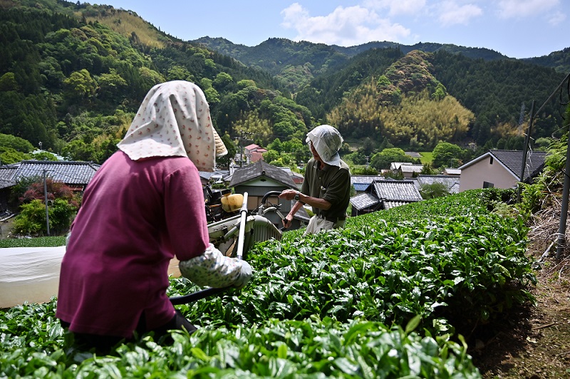  日本政府の予算の目的は、主に国内農家が日米貿易協定による市場自由化に対処するのを支援することだ。（AFP /ファイル）