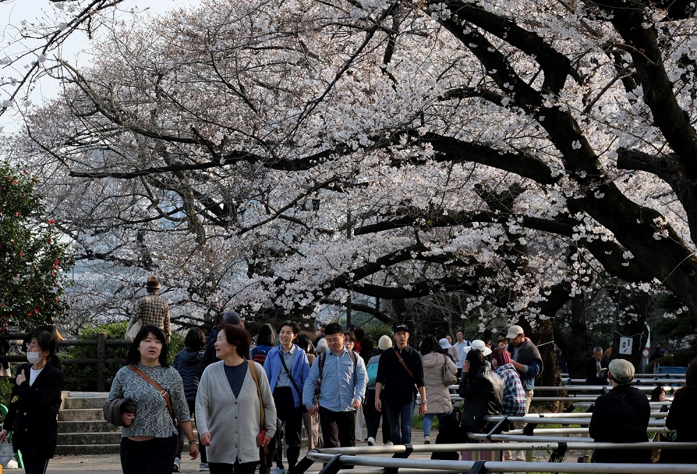 訪問者は日本の首都東京の桜に感心します。 (ファイル/ AFP)