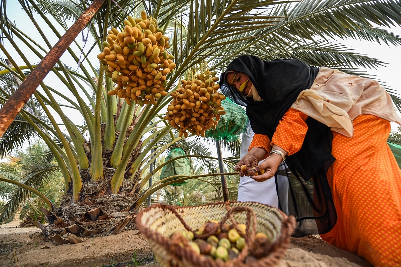 2019年7月18日にアブダビの南のリワの西地区で開かれた年次リワ・ヤシ・フェスティバルの期間中に、UAEの女性がヤシの木から取れたばかりのナツメヤシをかごに入れている。(AFP)