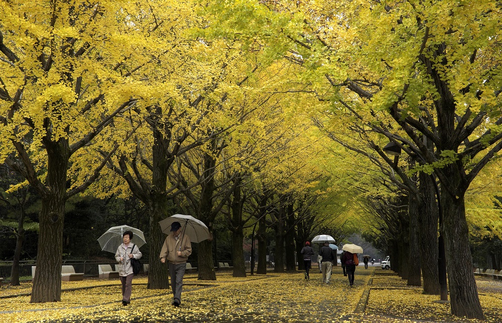 2015年11月14日、東京の秋の朝、歩行者がイチョウ並木を歩いている。(AFP/ファイル)