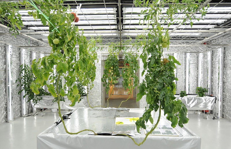東京でパソナグループが運営する最先端農園「PASONA O2」の展示ルーム内の植物工場で展示されたトマト。(AFP/ファイル)