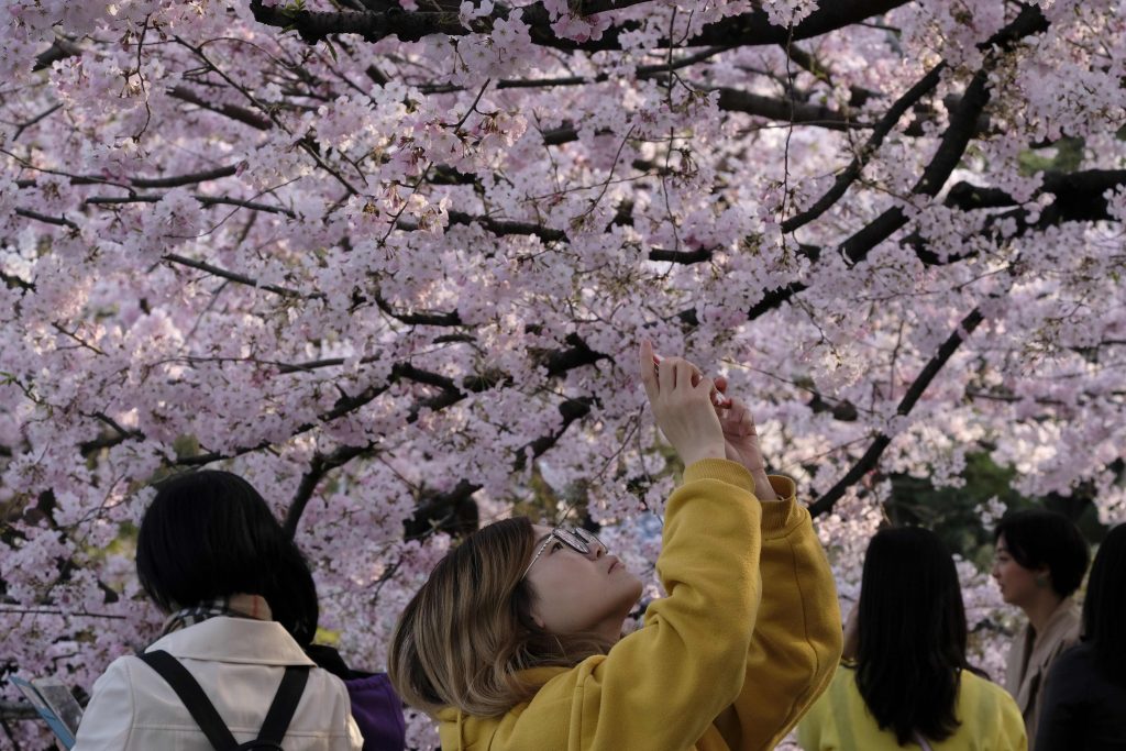 2019年3月27日撮影のこの写真は日本の首都、東京で桜に見とれている歩行者を写している。 日本の伝統的な春のお祝いである桜まつりの主なものが中止となったと、2020年2月にオーガナイザーは伝えた。新型コロナウィルス発生への恐怖が大勢を集めるイベントへ与える最新の影響である。(AFP)