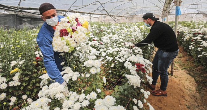 ガザ地区の温室で花を収穫するパレスチナの農業者たち(AFP)
