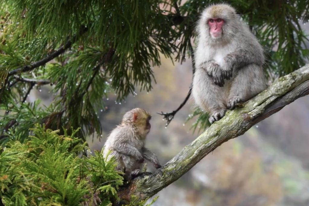 地獄谷野猿公苑の猿たち。（Instagram/Jigokudani Monkey Park）