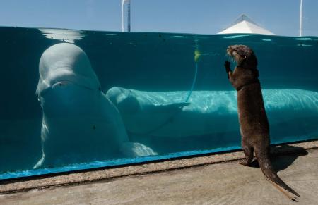 コツメカワウソ（右）が、八景島シーパラダイスの水族館でベルーガ・イルカに対面している。（AFP）