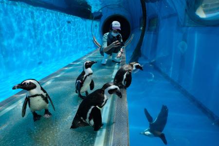 ケープペンギンが八景島シーパラダイスの水族館で散歩をしている。（AFP）