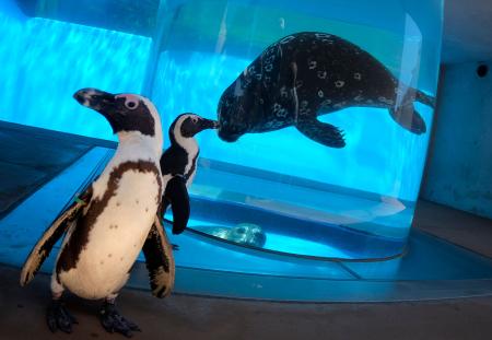 ケープペンギンが八景島シーパラダイスの水族館でアザラシの前を通り過ぎている。（AFP）