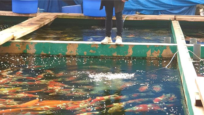 Koi Water Barn Dubaiの創設者によると、このセンターは「隠れた宝石 」であるという。（提供写真）