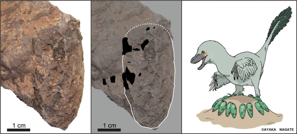 兵庫県丹波市で見つかった世界最小の恐竜の卵の化石。左はマイクロＣＴ（コンピューター断層撮影）スキャン画像、右は卵の形状の復元図（筑波大・兵庫県立人と自然の博物館提供）