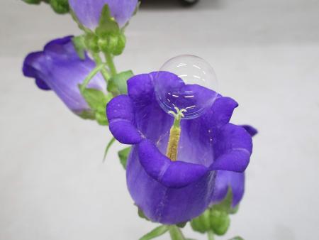 2020年6月17日に入手したこの配布資料の写真には、カンパニュラの花に付着した化学的に機能化されたシャボン玉が写っている。バブルガンを装備した飛行ロボットは、いつか私たちの地球を救うのに役立つ可能性がある。(AFP)