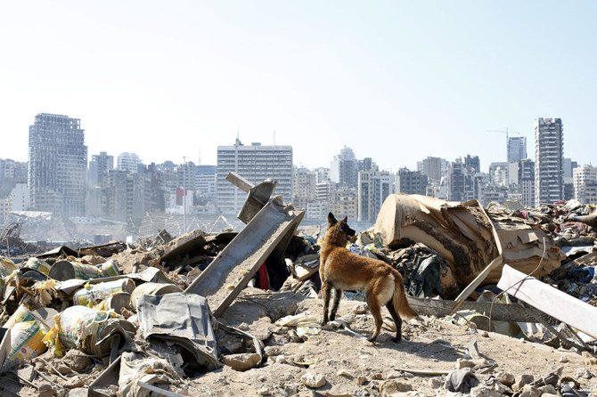 2020年8月7日金曜日、レバノンのベイルートの港湾で今週起きた大規模爆発の現場で、生存者を捜索している、フランスの救助隊の犬。（AP）