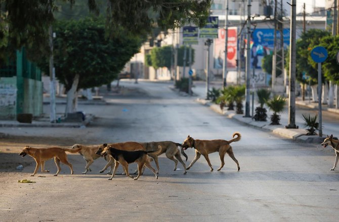 新型コロナウイルス感染拡大によるロックダウン中の2020年9月3日、人通りの絶えたガザ市の通りを犬たちが横切っていく。（AFP）