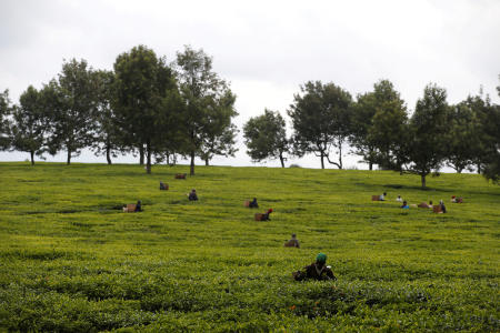 ケニヤのナイロビ近郊のキアンブ郡にある大農園で茶葉を積む労働者たち。2018年4月26日。（ロイター）