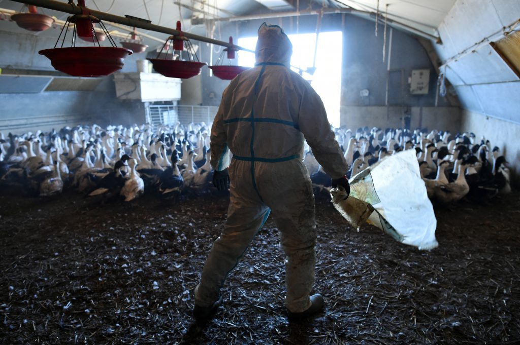 北海道は３１日までに、紋別市で北海道大が２４日に採取した野鳥のカモ類のふんから高病原性鳥インフルエンザウイルス（Ｈ５Ｎ８亜型）が検出されたと発表した。(AFP)