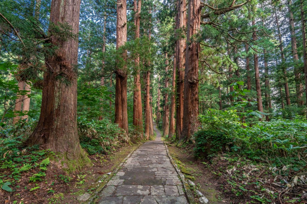 研究を主導したのは山形県自然博物園の90歳になるガイド、ナガオカ・ノブユキで、2008年にこの葉の習性を見つけて以来、毎年観察を続けてきた。（Shutterstock）