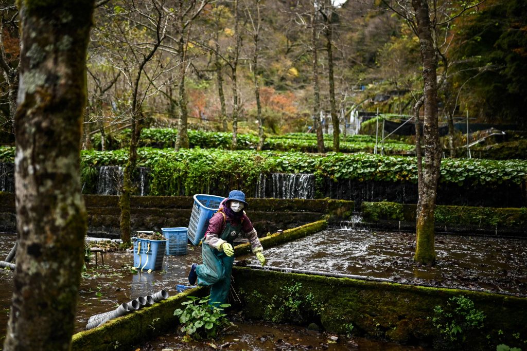 静岡県伊豆市筏場にある農場でワサビを入れた容器を運ぶ女性。2020年11月24日（AFP）