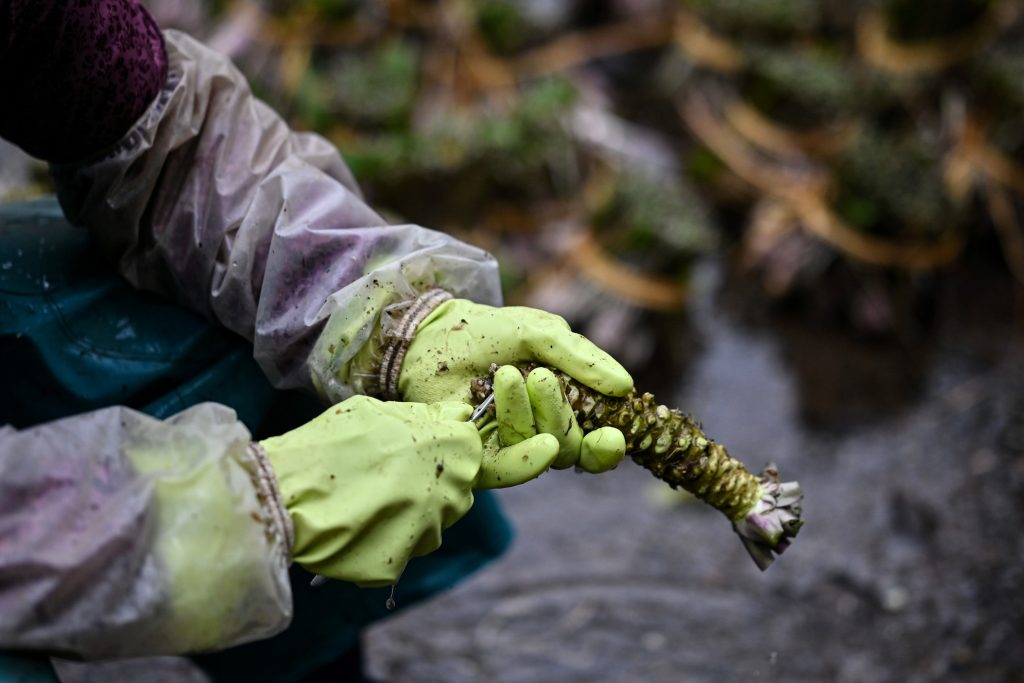 静岡県伊豆市筏場にある農場でワサビの根から葉を取り除く女性。（AFP）