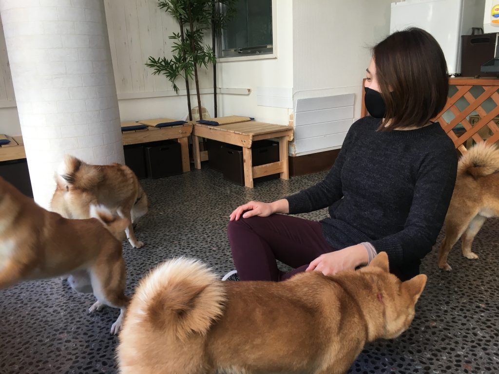 日本にはこの日本犬種に特化したカフェがいくつかあり、現地の人たちも旅行客も同様に引き付けるビジネスになっている。(ANJ写真)