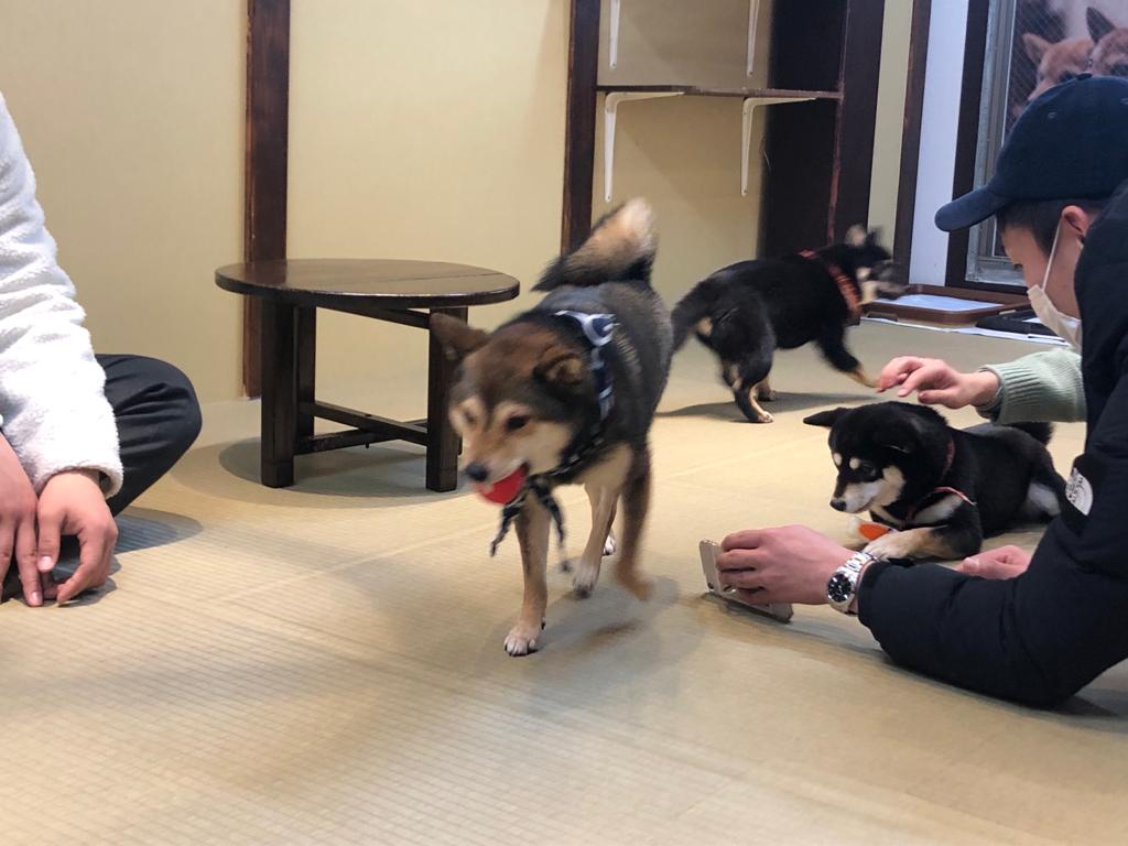 日本にはこの日本犬種に特化したカフェがいくつかあり、現地の人たちも旅行客も同様に引き付けるビジネスになっている。(ANJ写真)