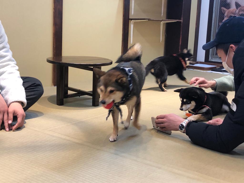 日本にはこの日本犬種に特化したカフェがいくつかあり、現地の人たちも旅行客も同様に引き付けるビジネスになっている。（ANJ写真）