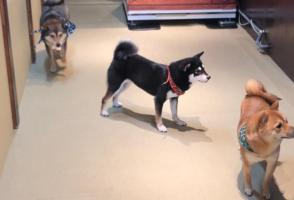 日本にはこの日本犬種に特化したカフェがいくつかあり、現地の人たちも旅行客も同様に引き付けるビジネスになっている。(ANJ写真)