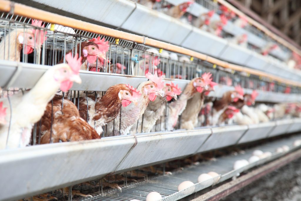 宮崎での発生は、２０１７年１月以来。県は感染拡大を防ぐため、この養鶏場で飼育する鶏約４万羽の殺処分を開始した。(Shutterstock)