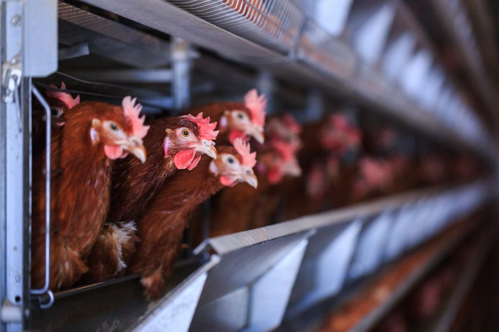 香川県は、今回発生した所と同じ車両などが出入りしている養鶏場を含む計３カ所の約３７万３０００羽を殺処分する。県によると、１日から「死んだ鶏が増えた」との連絡が養鶏場からあり、簡易検査を行ったところ陽性を確認。 (Shutterstock)