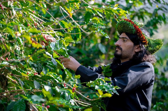 伝統衣装を身に纏ったアルデイヤの男性が、自身の農園でコーヒーを収穫する。（提供）