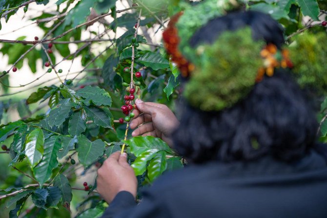 アルデイヤのコーヒー農家の人々は、子供たちに木の手入れや豆の収穫作業を手伝わせることに熱心だ。（提供）