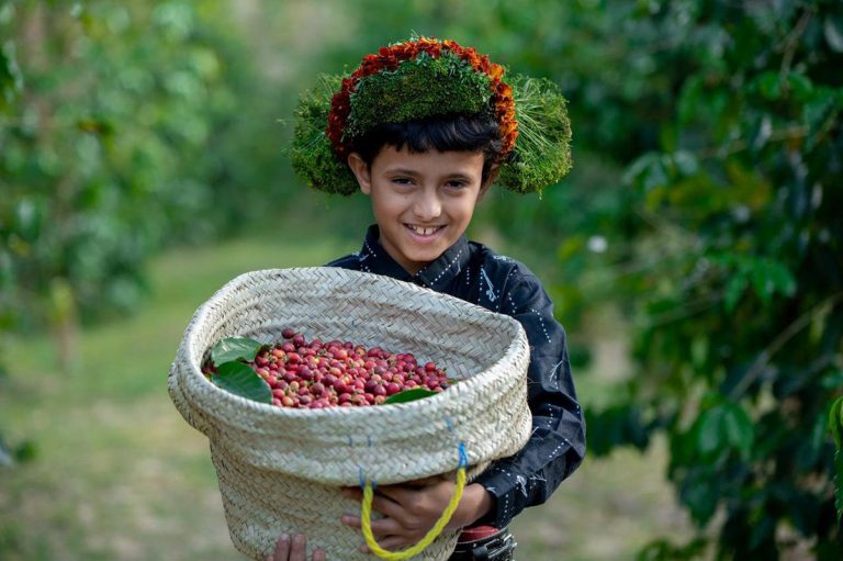  アルデイヤのコーヒー農家の人々は、子供たちに木の手入れや豆の収穫作業を手伝わせることに熱心だ。（提供）