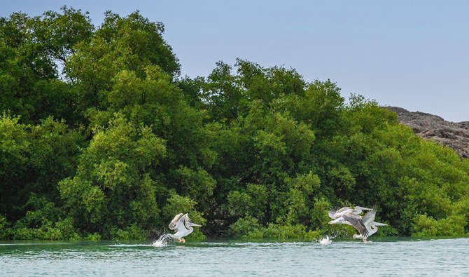 マングローブ林から白い砂浜まで、この島々は165を超える渡り鳥を観察できる、バードウォッチャーには理想のスポットだ。（SPA）