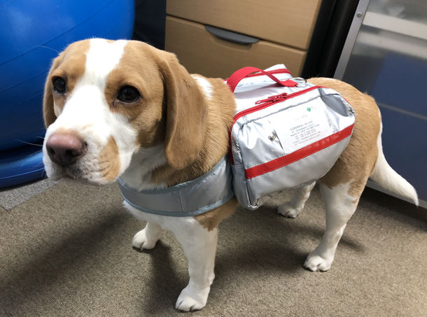 「ペットメモリアルショップ」が、現在飼っている犬を救うことになるかも知れないサバイバル用具を詰めた特別のバッグをデザインした。（写真：ペットメモリアルショップ）