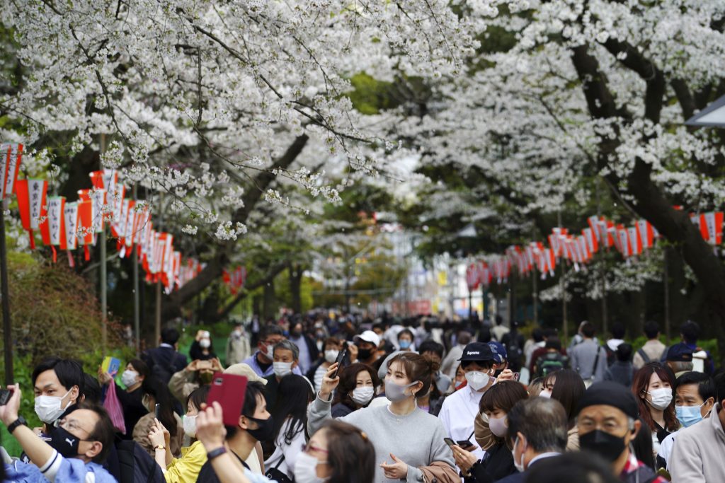 2021年3月28日（日）東京。コロナウイルスの感染拡大防止のためにマスクをした人々が桜の覆う通りを歩いている。(AP Photo/サトウキイチロウ)