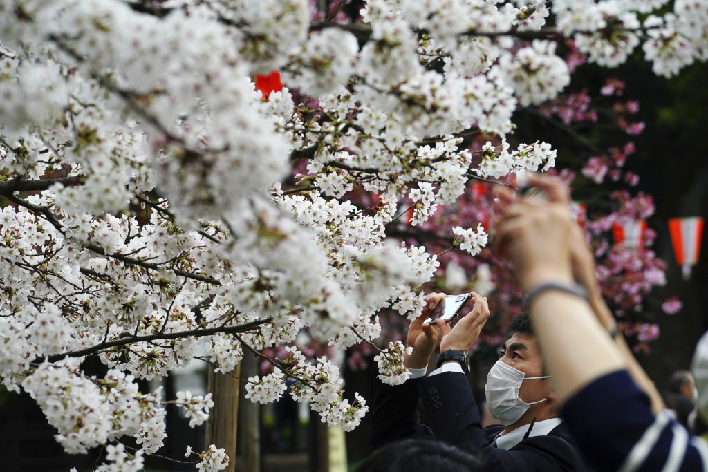 2021年3月28日（日）東京。コロナウイルスの感染拡大防止のためにマスクをした人々が桜の覆う通りを歩いている。(AP Photo/サトウキイチロウ)