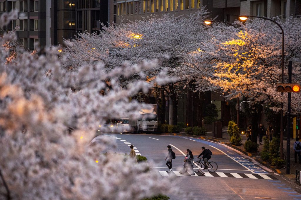 2021年3月28日（日）東京。コロナウイルスの感染拡大防止のためにマスクをした人々が桜の覆う通りを歩いている。(AP Photo/サトウキイチロウ)