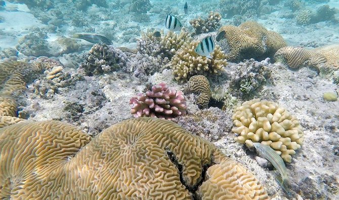 2018年3月7日のビデオからのフレームグラブでは、サウジアラビア・ジェッダ沖の紅海にある砂地の島の近くのほぼ人跡未踏のサンゴ礁の近くに魚の姿が見られる。(AP)