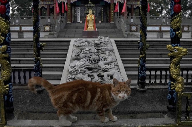 2021年2月9日、中国中部湖北省の武漢にある寺院で、参拝客を見て立ち止まる猫。(AP通信)