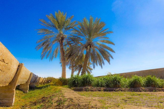 サウジアラビアの「グリーンイニシアティブ」には、王国での100億本の植林が含まれている。 (Shutterstock)　
