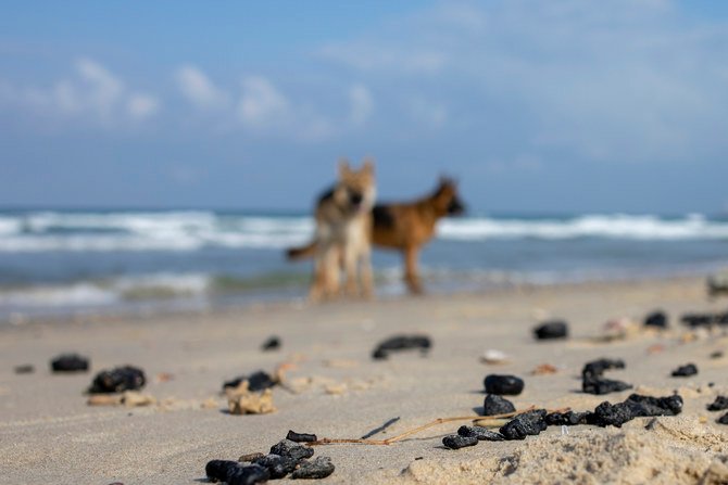 地中海での重油流出によるタールの固まりが、2021年3月1日月曜日、イスラエルのミクモレット近くのグドール自然保護区に漂着した。（AP通信）