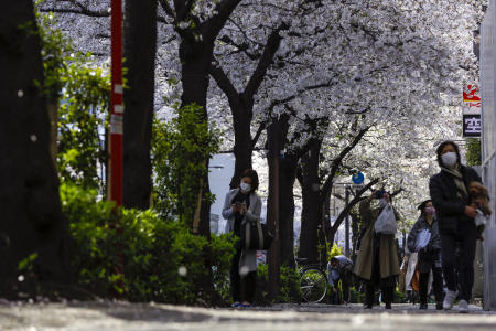 2021年3月27日(土)、東京の桜の天蓋の下を歩く人々。(AP)