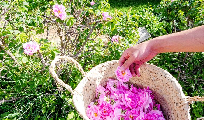 タイフのピンクのバラは甘くて強い香りがあり、やわらかい花びらがたっぷりとしている。（Huda Bashatahによる写真）