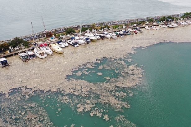 「海の鼻水」と呼ばれる粘液のような物質が、マルマラ海の広域を覆い、イスタンブール近くの海岸に漂着している。（ロイター/資料写真）