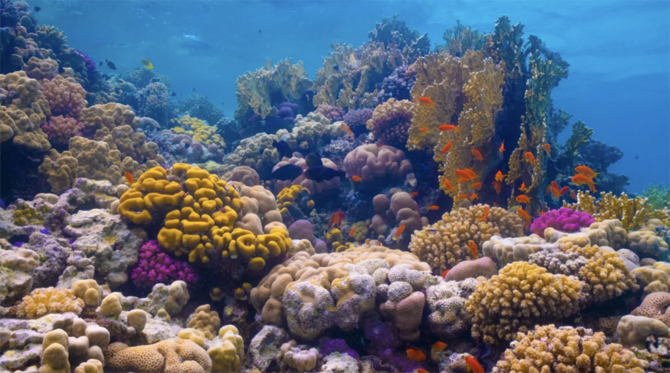 紅海には、地球上の他の場所では見られない数多くの種を含め、豊富な種類のサンゴや海洋生物が生息している。（出典：レッド・シー・プロジェクトのウェブサイト）
