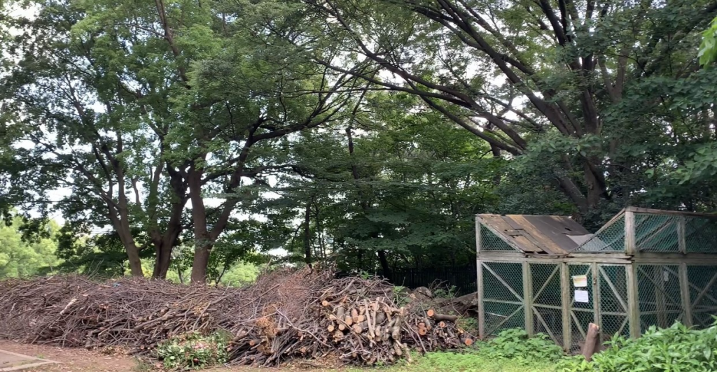 これは1日3万5000人以上を収容し、五輪を観覧できるようにするため、高さ8メートル以上の樹木を伐採、その他の枝も剪定する事業だ。(ANJP)