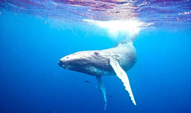 クジラの起源の物語は、陸生の祖先からの進化、そこから半水生となるための海洋環境での阻害条件への適応などの段階を含んでいる。 （提供写真）